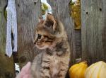 Stormy - Domestic Cat For Sale - Barto, PA, US