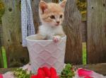 Princess - Domestic Cat For Sale - Barto, PA, US