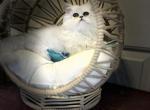 CFA Silver Chinchilla Persian Little Prince - Persian Cat For Sale - 