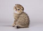 Leopard cheetah cub scottish fold tabby - Scottish Fold Kitten For Sale - Dallas, TX, US