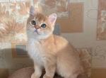 Snow - British Shorthair Cat For Sale - Fairfax, VA, US