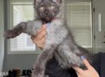 Red Collar Male - Maine Coon Kitten For Sale - La Porte, IN, US