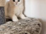 Kelly - British Shorthair Cat For Sale - Fairfax, VA, US