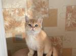 Snow - British Shorthair Cat For Sale - Gaithersburg, MD, US