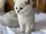 Coconuts Litter - British Shorthair Cat For Sale - Auburn, WA, US