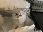 Persian Kittens - Persian Cat For Sale - Las Vegas, NV, US