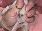 Mylo and Zira babies - Siamese Kitten For Sale - Wellsville, OH, US