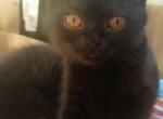 Billie - British Shorthair Cat For Sale - TX, US