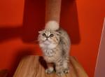 Scotty - Scottish Fold Cat For Sale - Levittown, PA, US