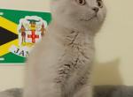 Ash - British Shorthair Cat For Sale - TX, US