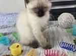 Alina RESERVED - Balinese Kitten For Sale - CA, US