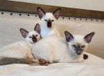 Including delivery - Balinese Cat For Sale - Jordanville, NY, US