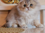 Milo - British Shorthair Cat For Sale - Renton, WA, US