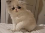 Silver point persian female kitten - Persian Cat For Sale - MA, US