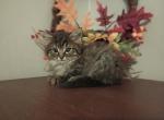 Floofster - Domestic Cat For Adoption - Covington, KY, US