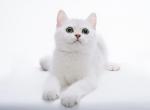 Noyaria - British Shorthair Cat For Sale - Houston, TX, US