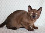 Panda - Burmese Cat For Sale - Norwalk, CT, US