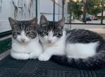 JennyMinny - American Shorthair Cat For Sale - Elmont, NY, US
