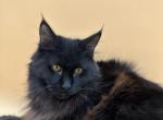 Marta - Maine Coon Cat For Sale - Brighton, CO, US