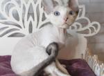Marvin - Devon Rex Cat For Sale - Brooklyn, NY, US