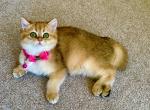 Holly - British Shorthair Cat For Sale - Fairfax, VA, US