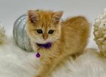 Henry - British Shorthair Cat For Sale - Fairfax, VA, US