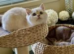 John - British Shorthair Cat For Sale - Fairfax, VA, US