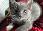 Misty - Russian Blue Kitten For Sale - West Springfield, MA, US