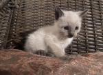 Girl seal - Siamese Cat For Sale - Gainesville, MO, US