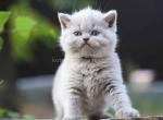 Plushy teddy bear lilac british shorthair baby - British Shorthair Kitten For Sale - Houston, TX, US