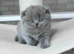 Leona chunky british shorthair blue solid color - British Shorthair Kitten For Sale - 