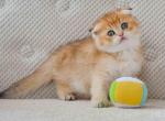 Golden shaded baby boy scottish fold ny 11 - Scottish Fold Kitten For Sale - CA, US