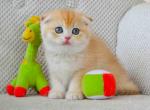 Golden shell baby boy scottish fold ny 12 - Scottish Fold Kitten For Sale - CA, US