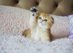 Lila golden shaded baby girl scottish fold ny 11 - Scottish Fold Cat For Sale - CA, US