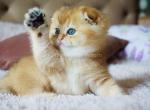 Leo golden shaded baby boy scottish fold ny 11 - Scottish Fold Cat For Sale - CA, US