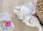 CFA registered Cattery - Persian Cat For Sale - Discovery Bay, CA, US
