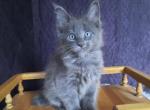 Martin - Maine Coon Cat For Sale - Houston, TX, US