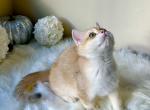 Harry - British Shorthair Cat For Sale - Gaithersburg, MD, US