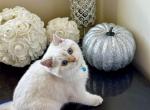 John - British Shorthair Cat For Sale - Gaithersburg, MD, US