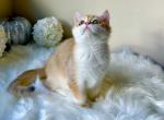 Harry - British Shorthair Cat For Sale - Charlotte, NC, US