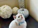 John - British Shorthair Cat For Sale - Charlotte, NC, US