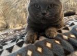 Scottish Fold female cat - Scottish Fold Cat For Sale - Orlando, FL, US