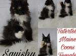 Squishy - Maine Coon Cat For Sale - Braham, MN, US