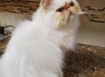 Pumpkin Spice - Himalayan Cat For Sale - Satellite Beach, FL, US