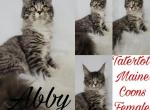 Abby - Maine Coon Cat For Sale - Braham, MN, US