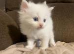 Beautiful Boy Ready in November - Ragdoll Cat For Sale - Westborough, MA, US