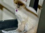 Little lady - Siamese Cat For Sale - Catasauqua, PA, US