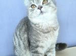 Lucky - British Shorthair Cat For Sale - New York, NY, US