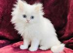 Olaf - Persian Cat For Sale - Callahan, FL, US