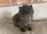 oreo - Persian Kitten For Sale - 